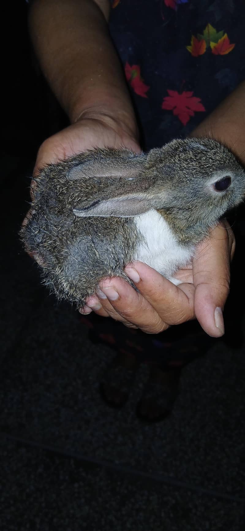 Active Rabbits Babies 1