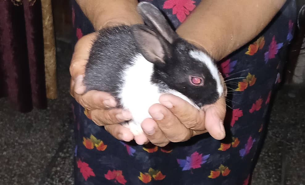 Active Rabbits Babies 2
