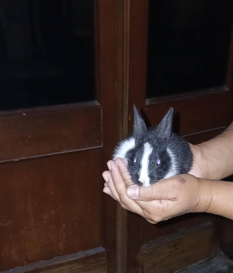 Active Rabbits Babies 3