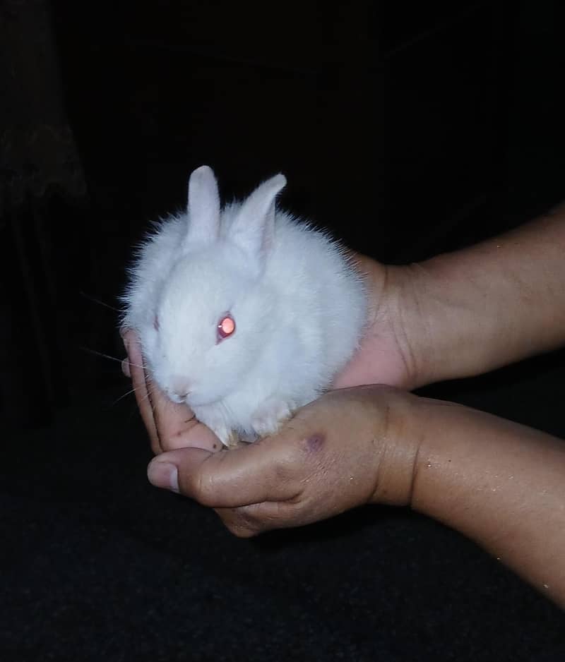 Active Rabbits Babies 4