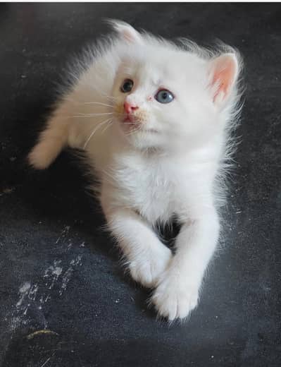 Persian kittens | ginger male| doll face kittens| tebby kittens | cats