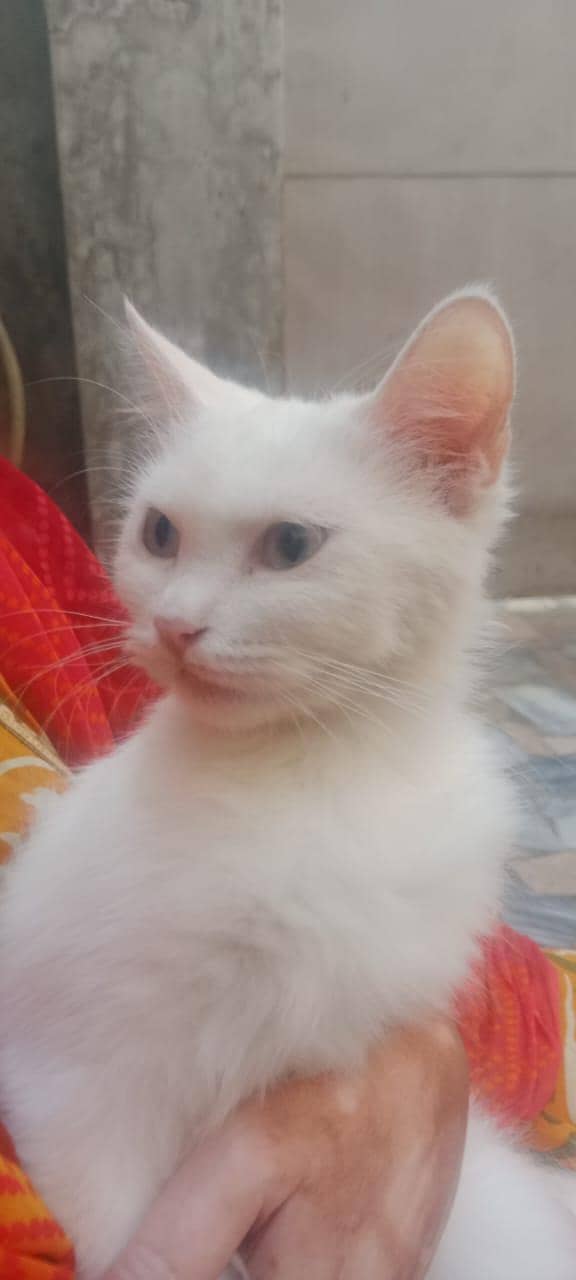 cat sell 0