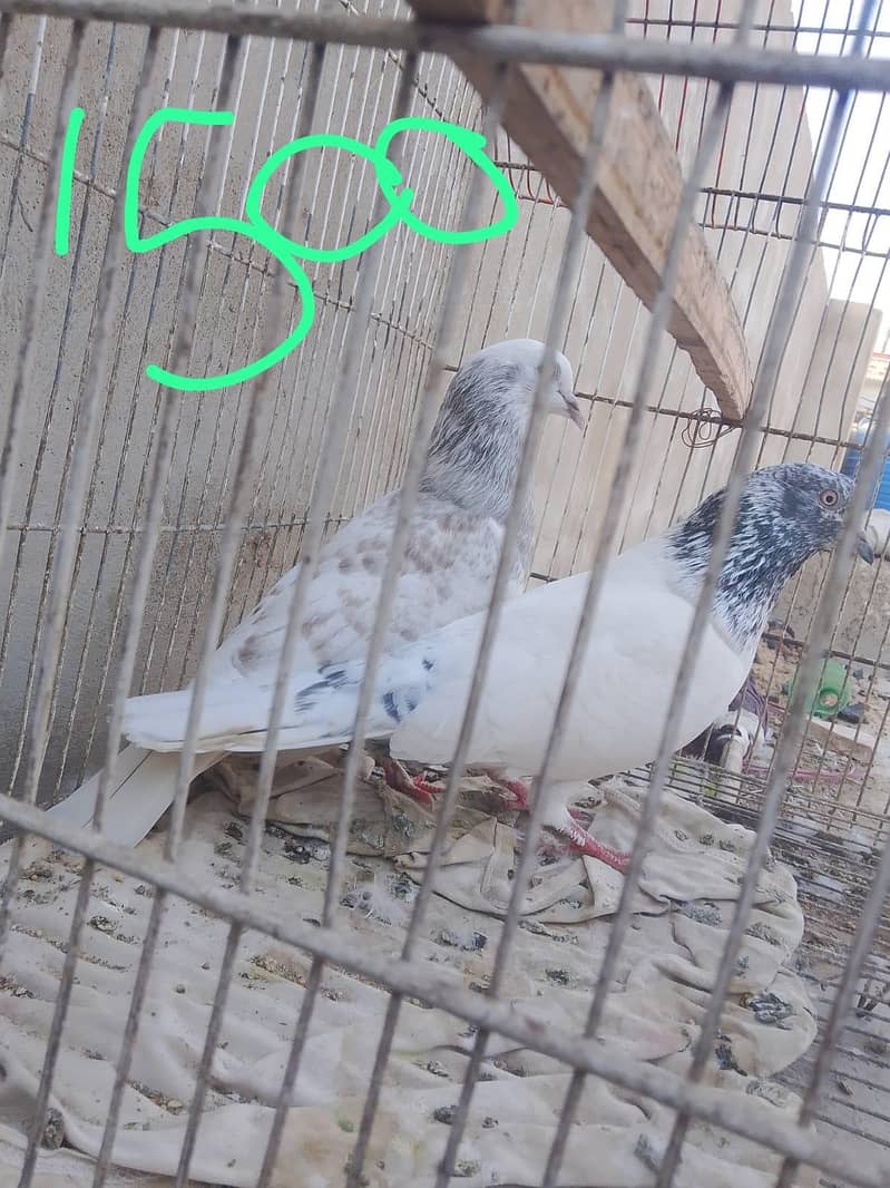 Gola pegion 2