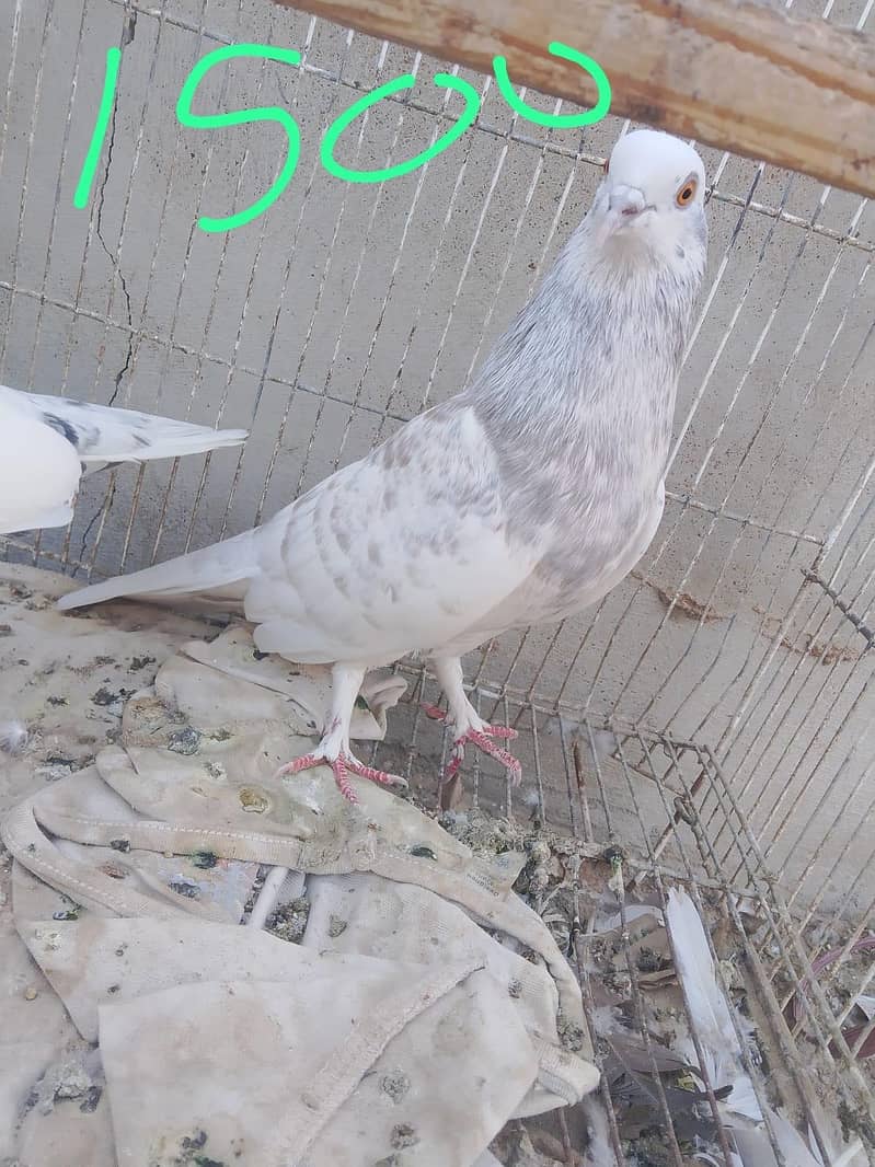 Gola pegion 4