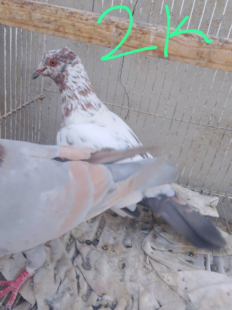 Gola pegion 6
