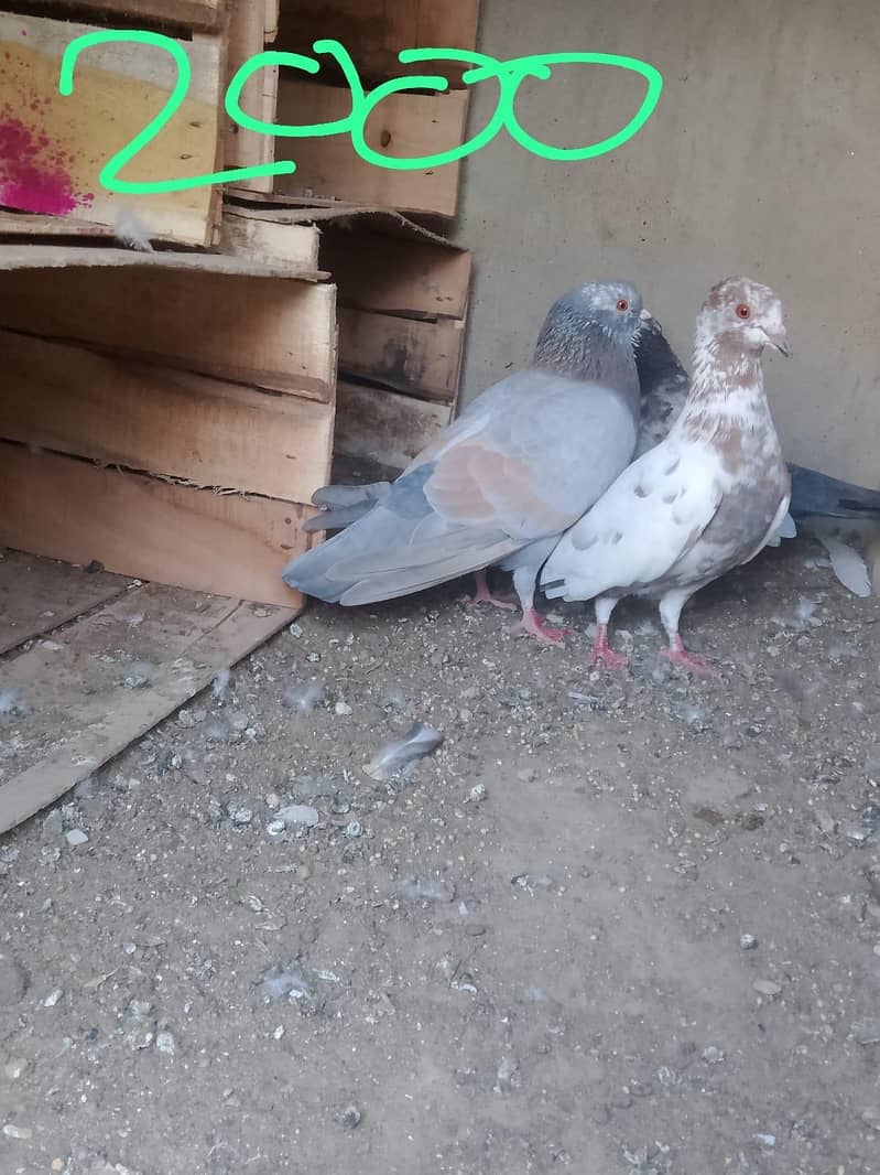 Gola pegion 8
