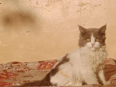 baby cat