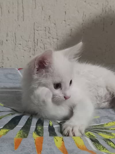 White persian for free
