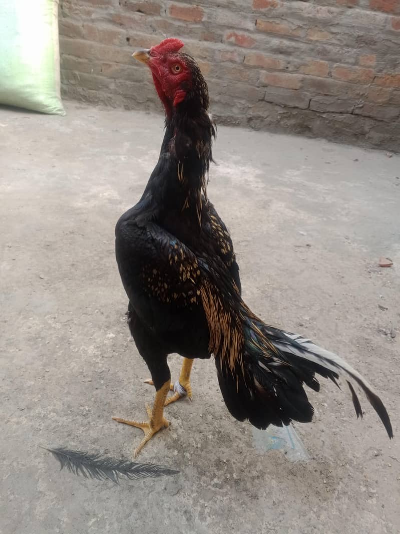 Pakistani aseel patha 0
