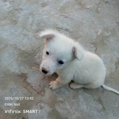 original Russian dog hai