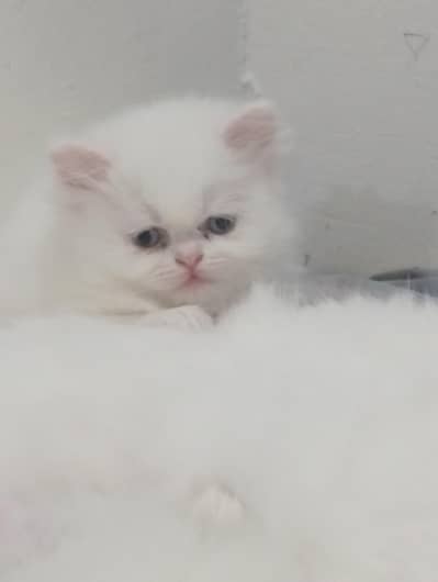 white triple cort person kitten