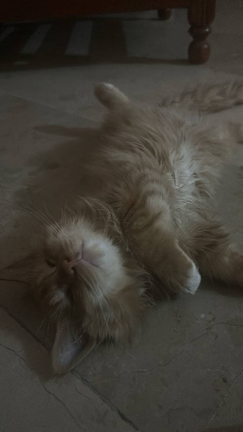 Garry 0