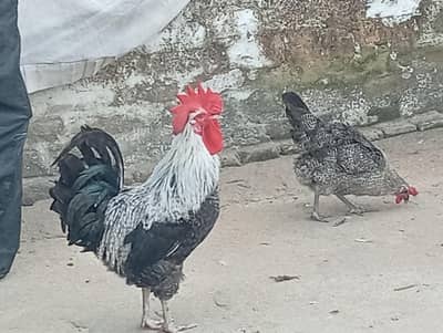 Fresh misri hen