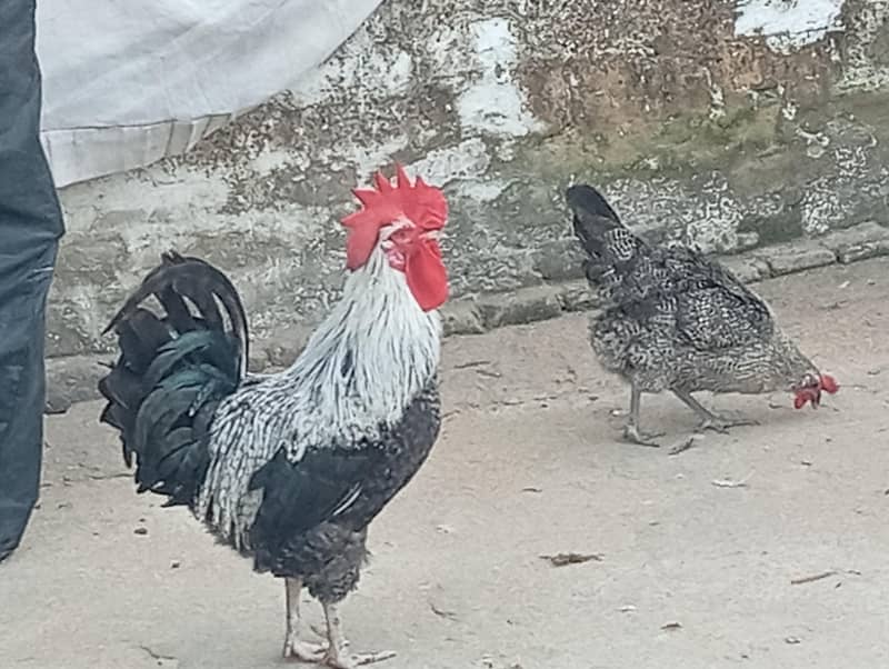 Fresh misri hen 0