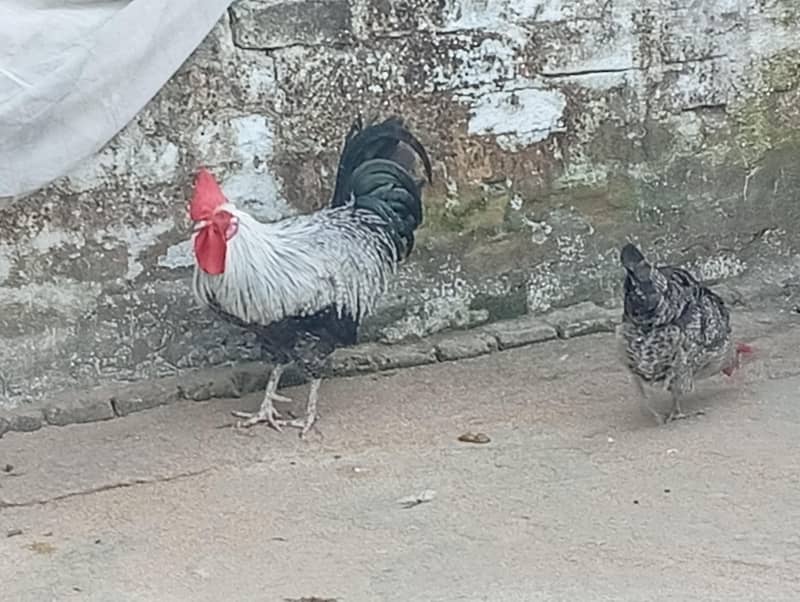 Fresh misri hen 1