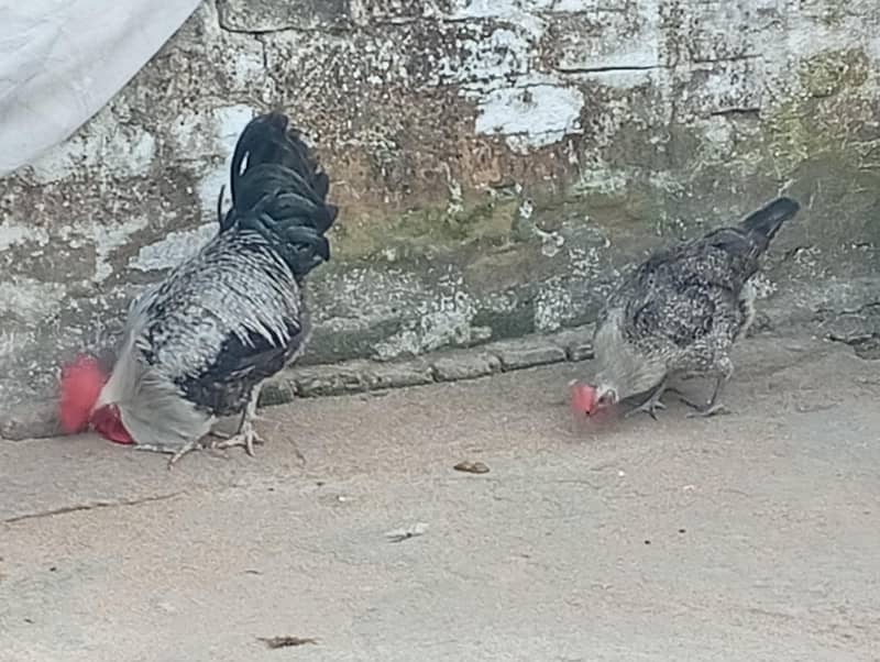 Fresh misri hen 2