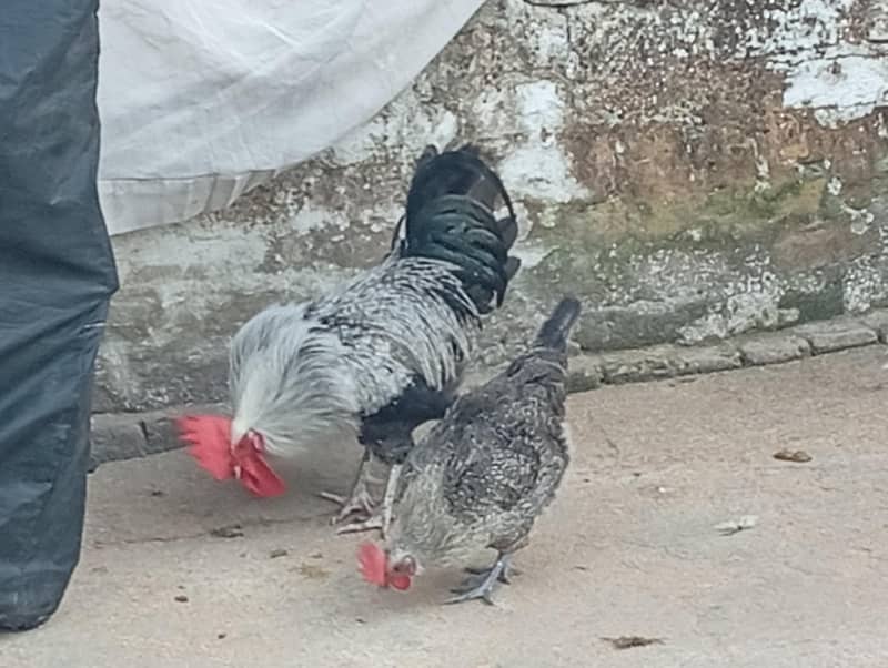 Fresh misri hen 3