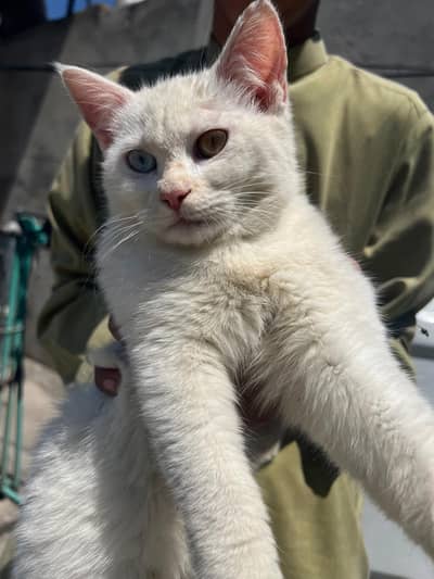 whWhite and brown Persian Cats with kittens available
