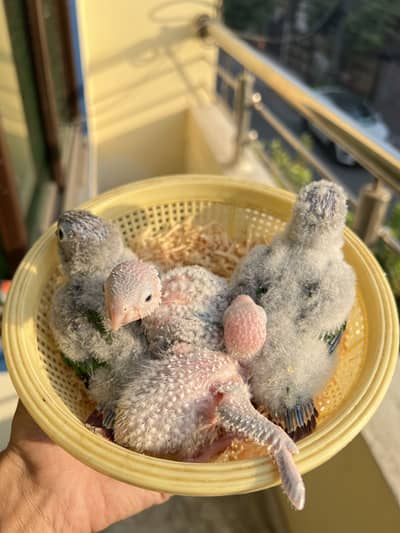 Yellow sided conure chicks 03174420016
