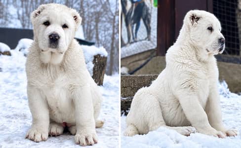Alabai Puppy for Sale in Pakistan | Central Asian Shepherd | QEK