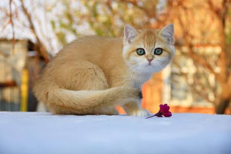 British Short Hair Male kitten