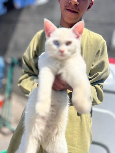 white and brown Persian Cats with kittens available