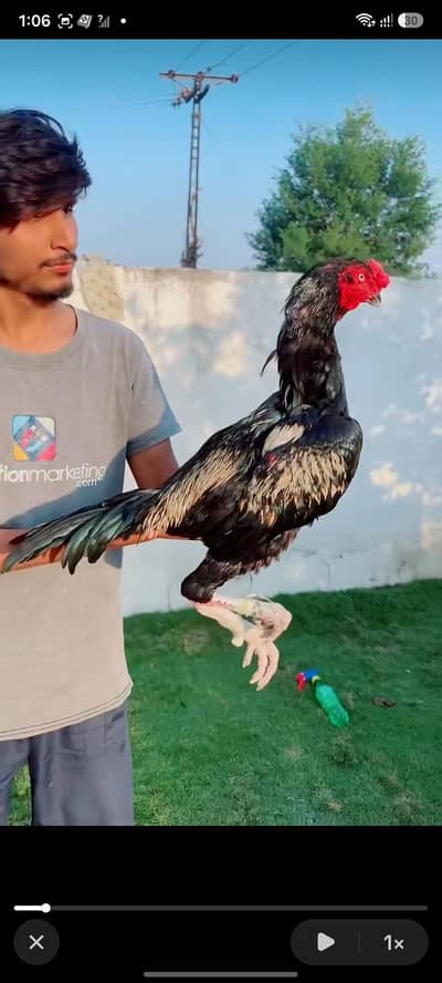 ماشاءاللہ