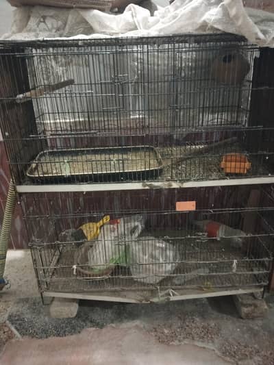 4 Portion Cage