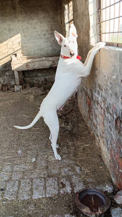 GULTAIR VIP FEMALE DOG