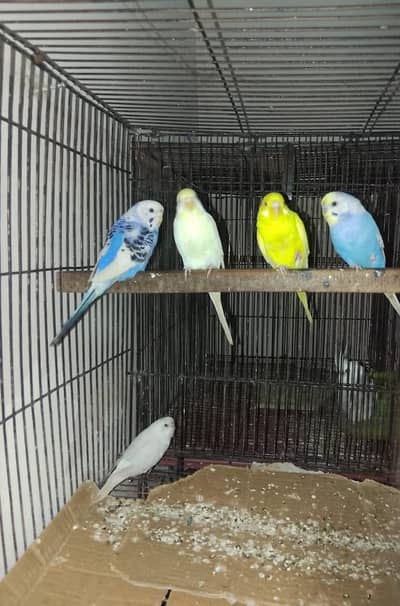 rainbow. lutino . common white snow white and blue pide badgies