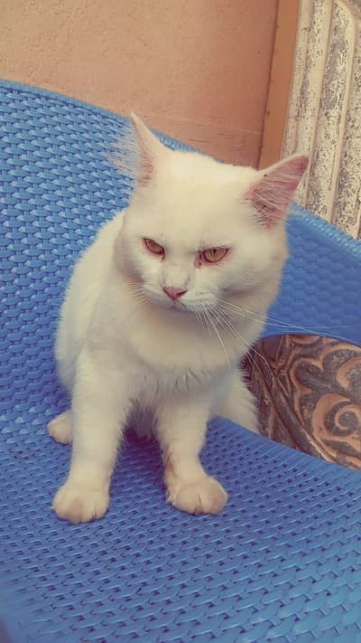 parsian