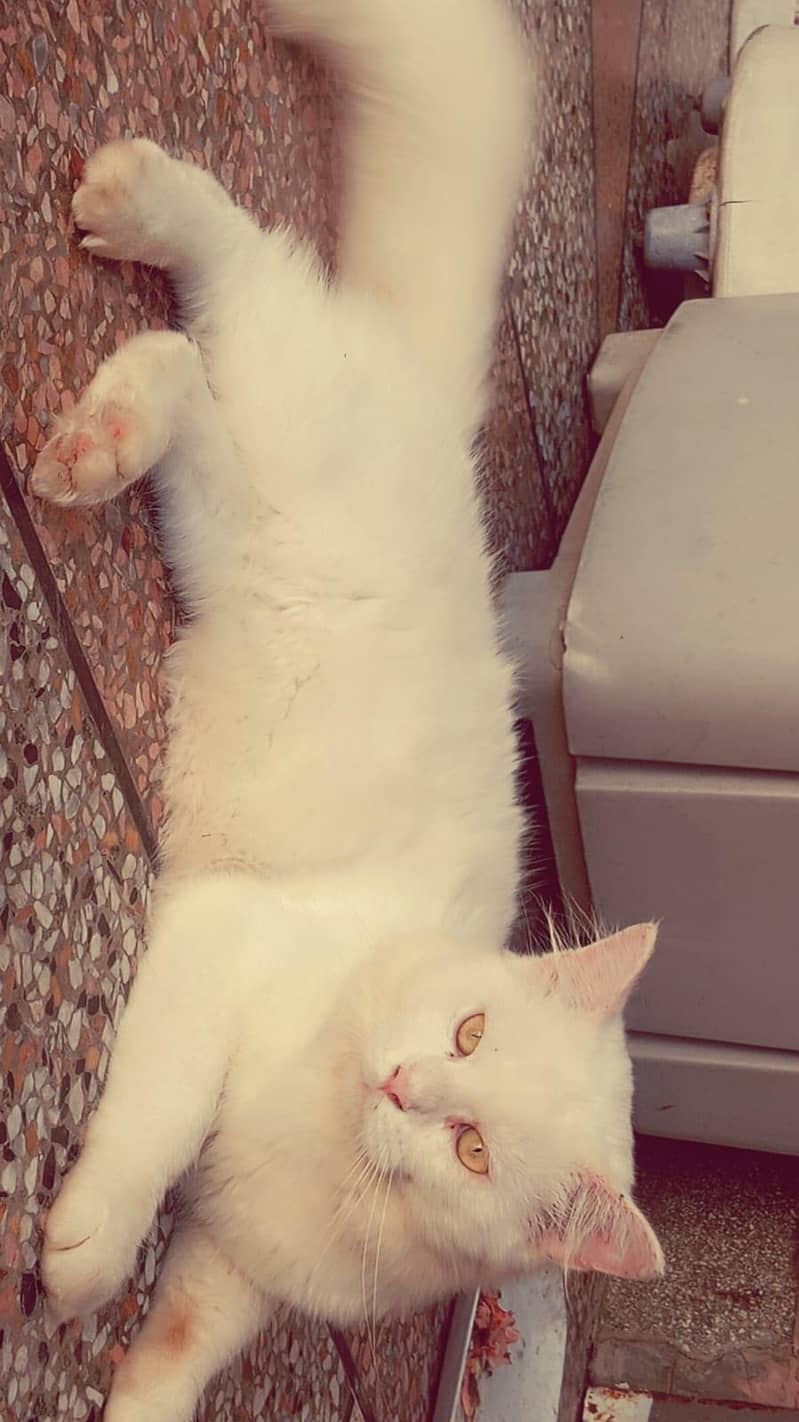 parsian 1