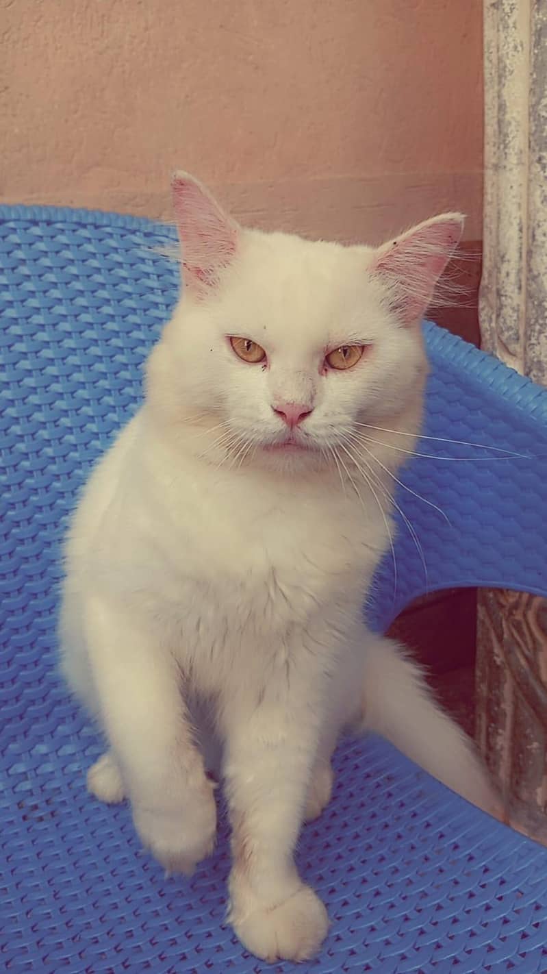 parsian 2