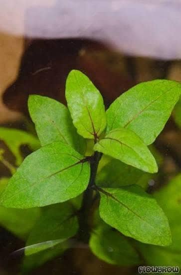 Aquarium Plants