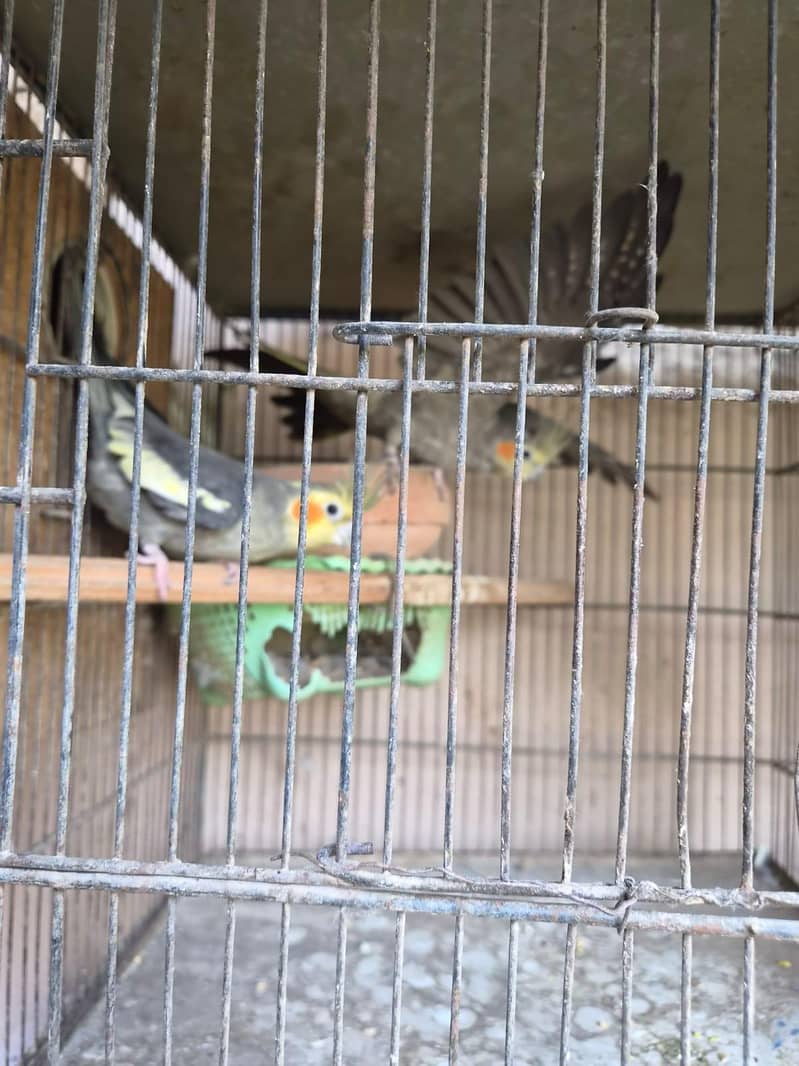 breeder pair guaranteed 0