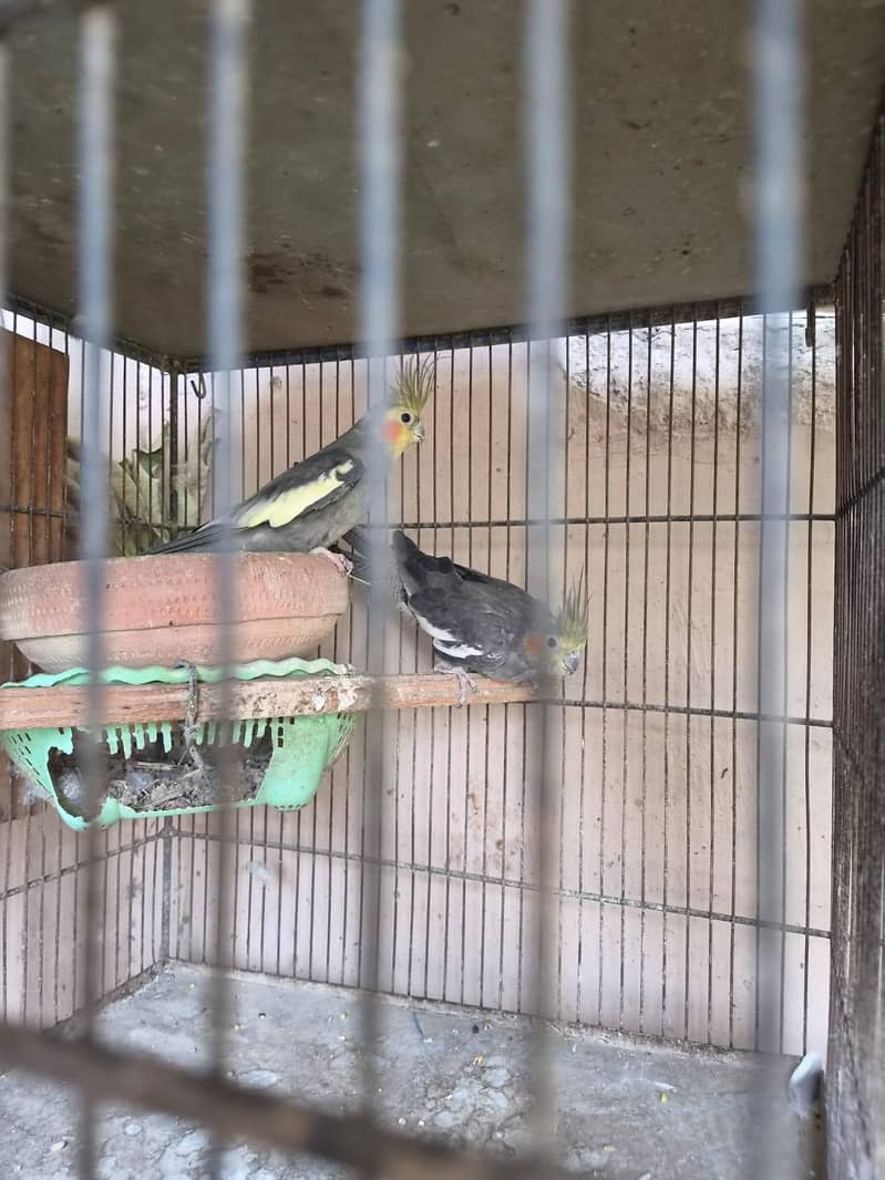 breeder pair guaranteed 1
