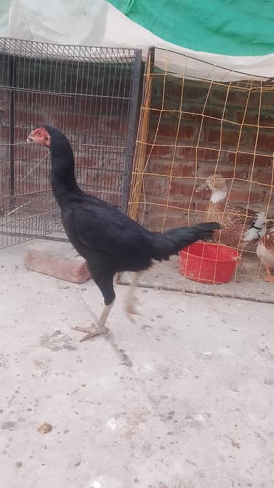 pokay burmi