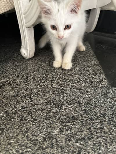 2 Persian cats