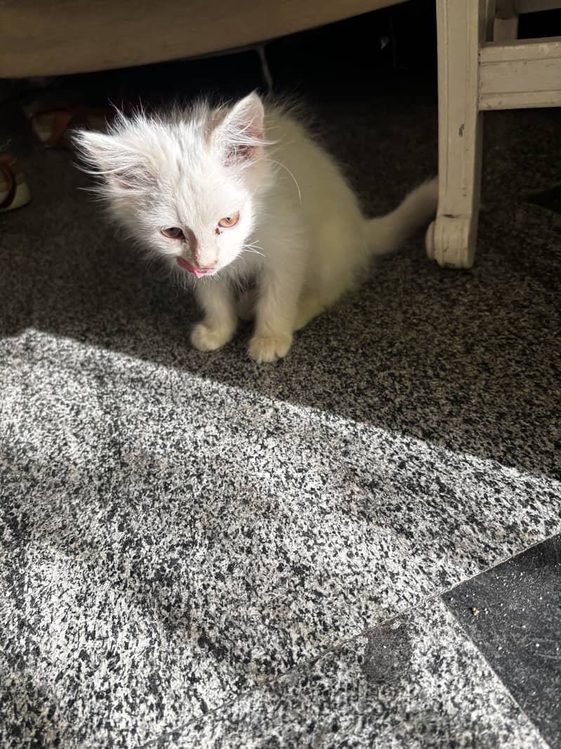 2 Persian cats 1