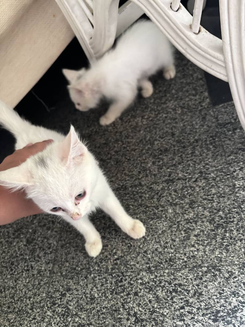2 Persian cats 2