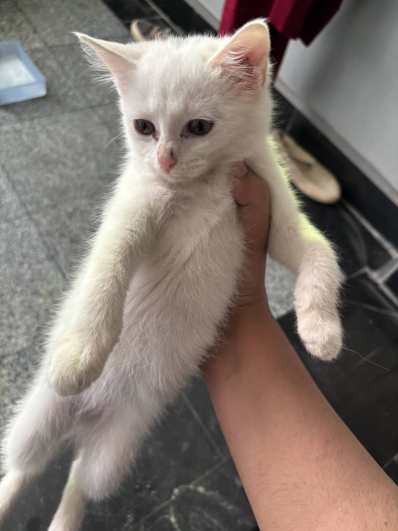 2 Persian cats 3