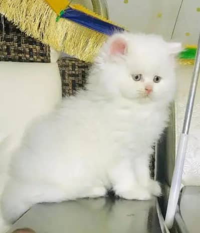 Persian cat 2month vaccinated
