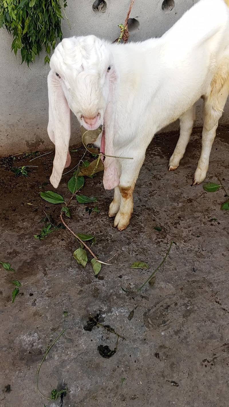 Dassi white Breader Bkra 0
