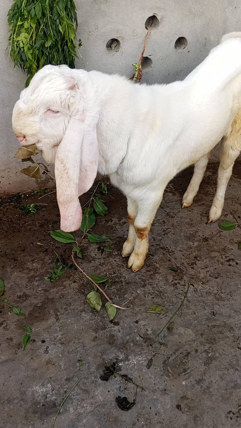 Dassi white Breader Bkra 1