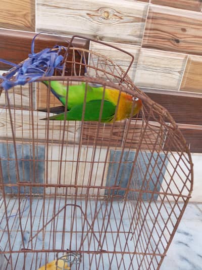 FISHER LOVEBIRD