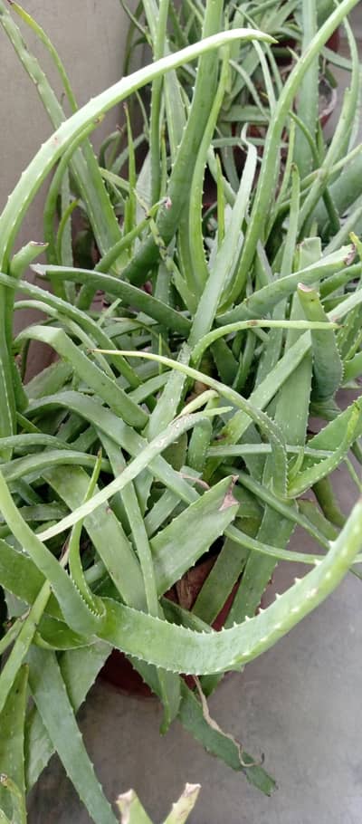 aloe Vera plant