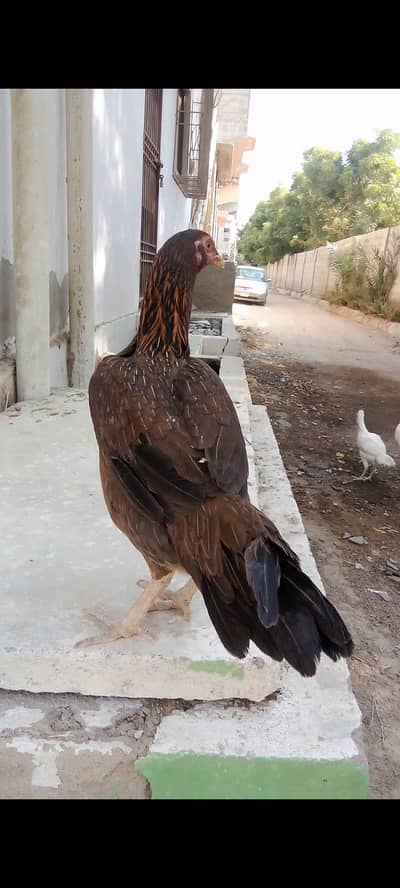 urgent for sale 03122398019