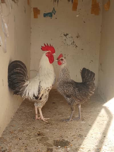 murgi murga pair
