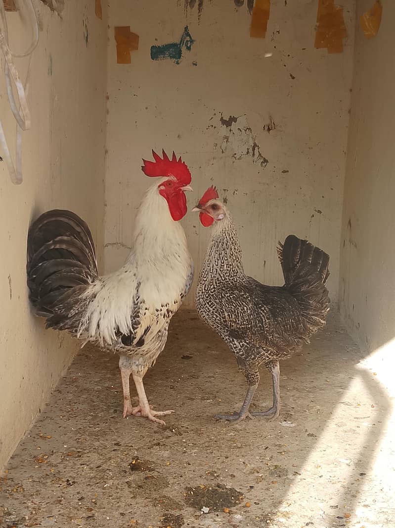 murgi murga pair 0