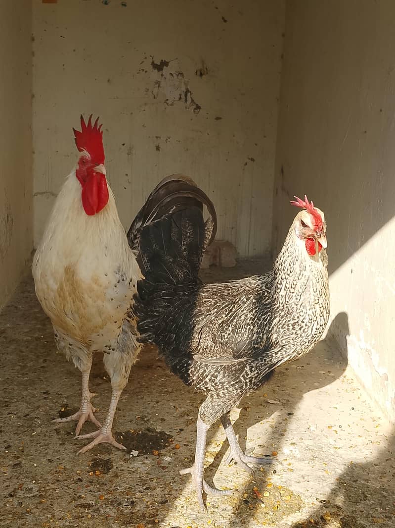 murgi murga pair 1